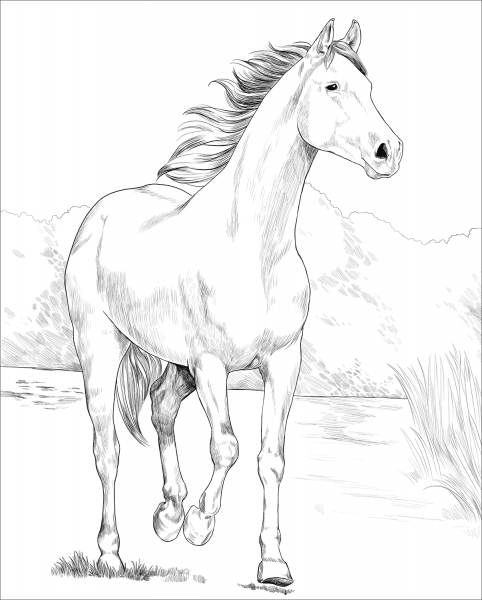 Shagya Arabian Horse coloring page image