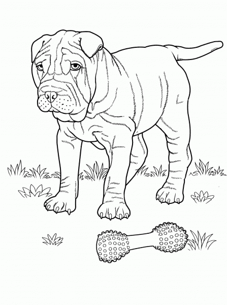 Shar Pei  coloring page image