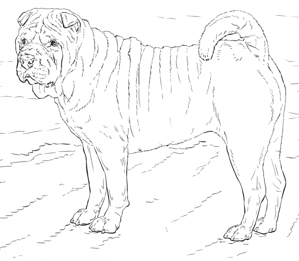 Shar Pei dog coloring page image