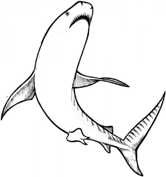 Shark coloring page image