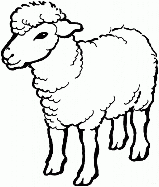 Sheep coloring page image