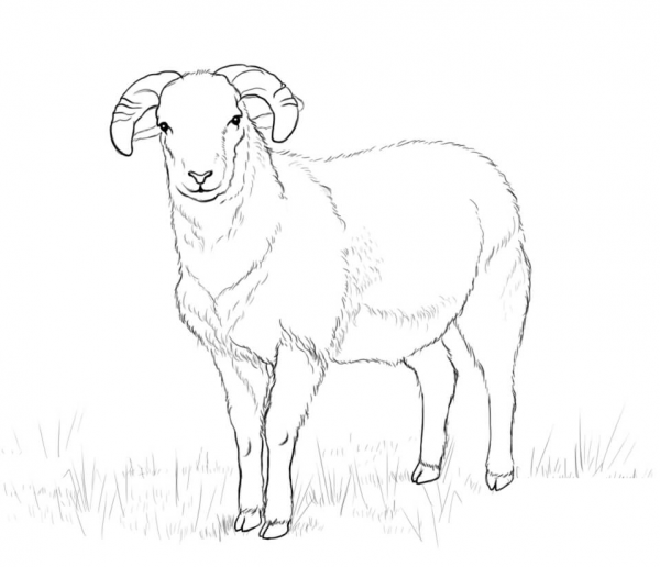 Sheep coloring page image