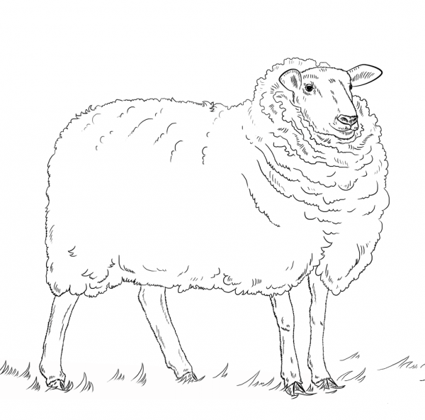Sheep coloring page image
