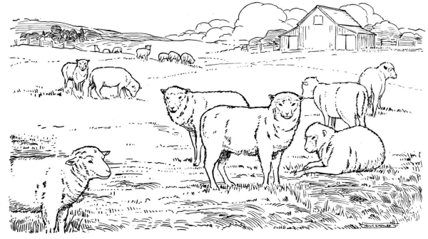 Sheep herd coloring page image