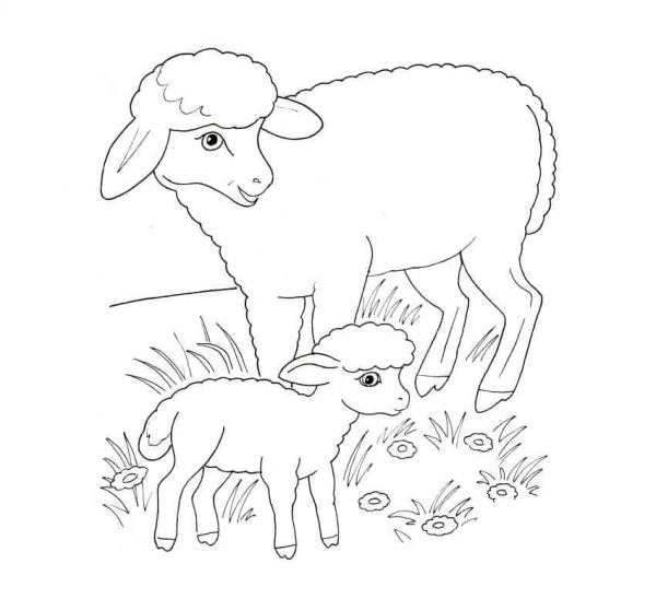Sheep Mother and Lamb coloring page image