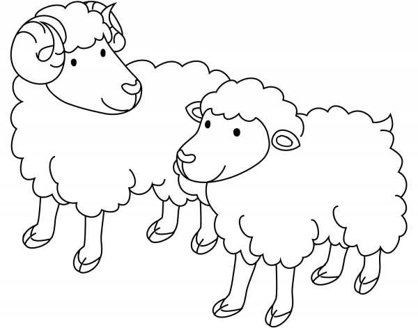 Sheep Ram and Ewe coloring page image