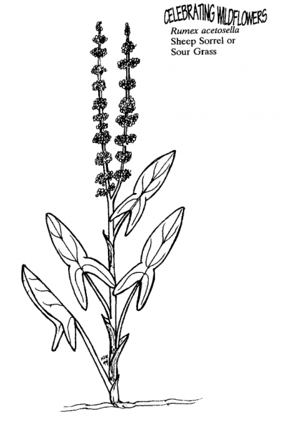 Sheep Sorrel or Sour Grass coloring page image