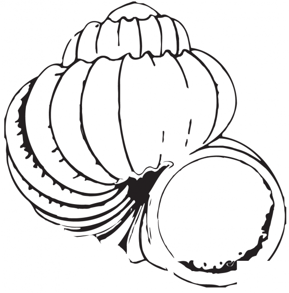 Shell coloring page image