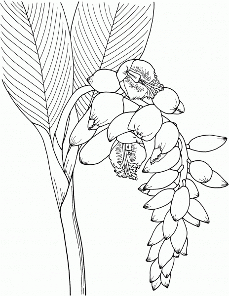 Shell Ginger Flower coloring page image