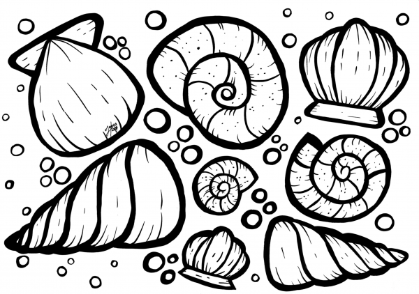 Shells coloring page image
