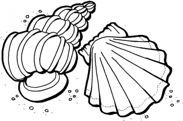 Shells from the Sea  coloring page image