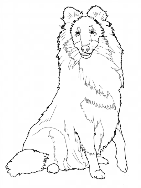 Sheltie Shetland Sheepdog coloring page image