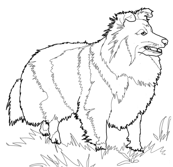 Shetland Sheepdog coloring page image
