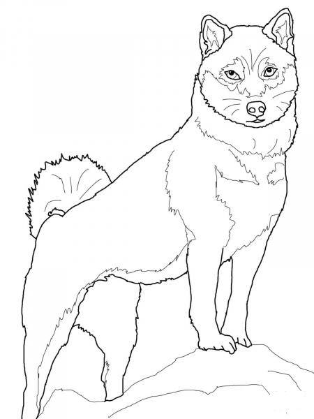 Shiba Inu coloring page image