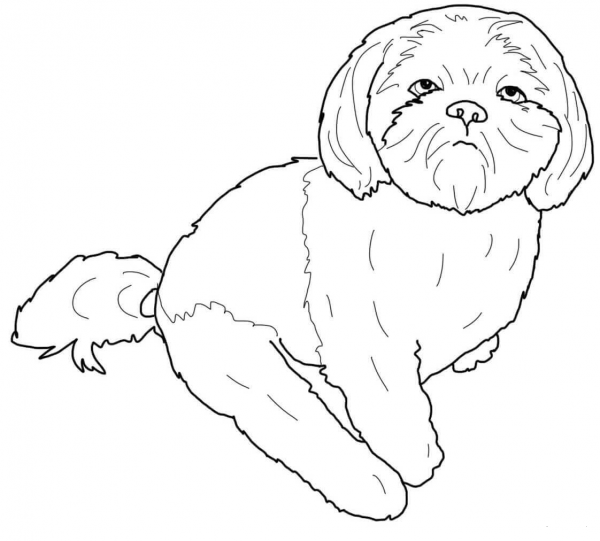 Shih Tzu coloring page image