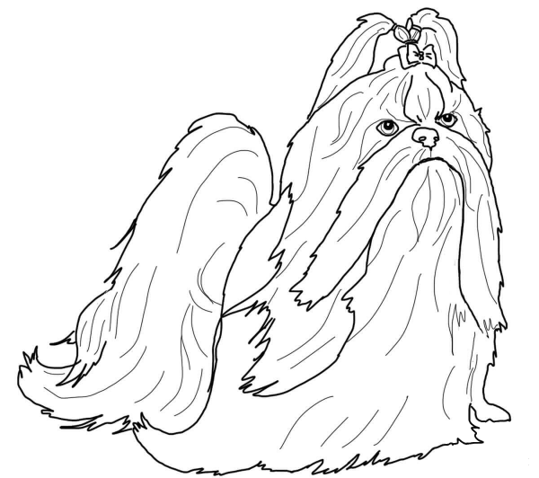 Shih Tzu in Show Coat coloring page image
