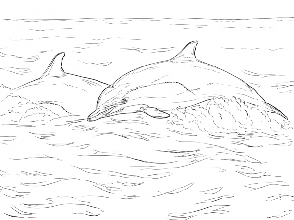 Short Beaked Common Dolphin coloring page image