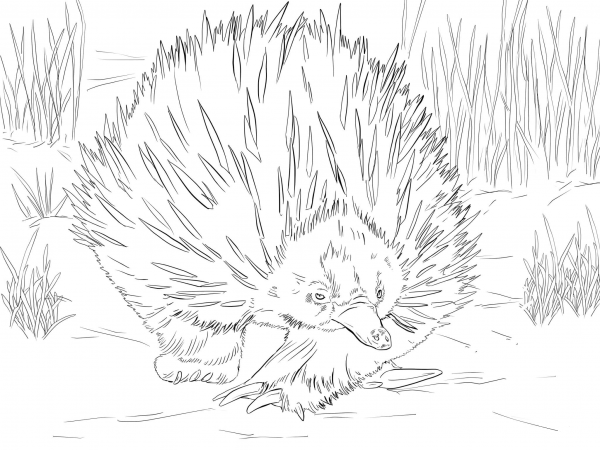 Short Beaked Echidna is Walking coloring page image