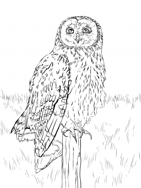 Short Eared Owl coloring page image