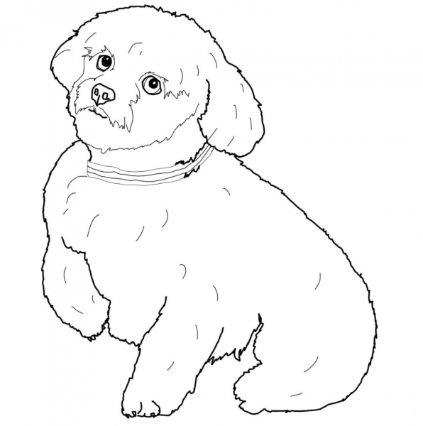 Short Hair Maltese Dog coloring page image
