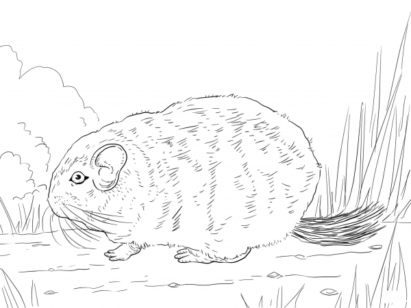 Short Tailed Chinchilla coloring page image