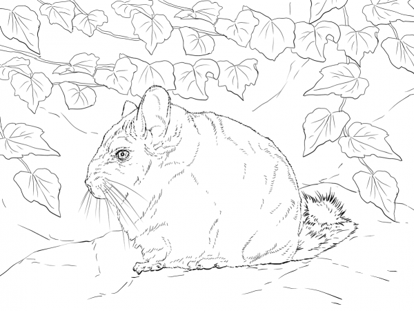 Short Tailed Chinchilla coloring page image