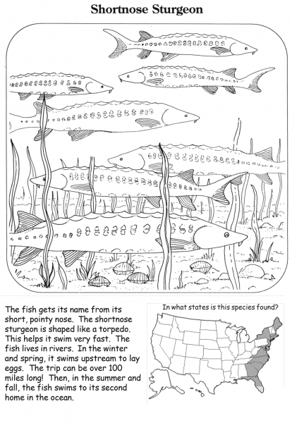 Shortnose Sturgeon coloring page image
