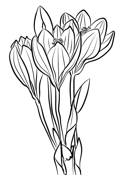 Showy Autumn Crocus coloring page image