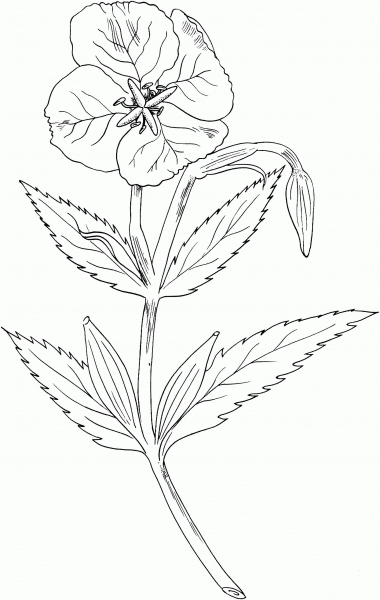 Showy Evening Primrose coloring page image