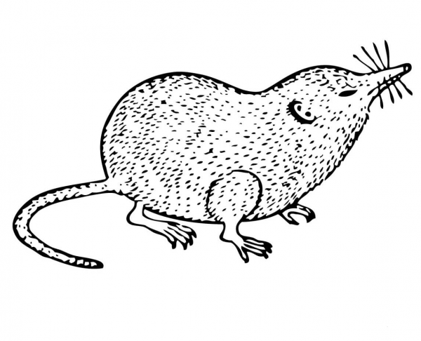 Shrew coloring page image