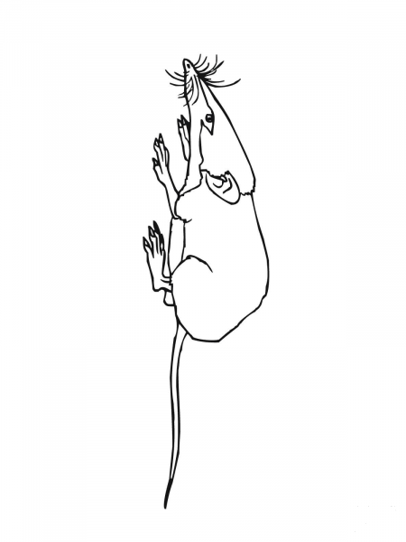 Shrew Mouse coloring page image