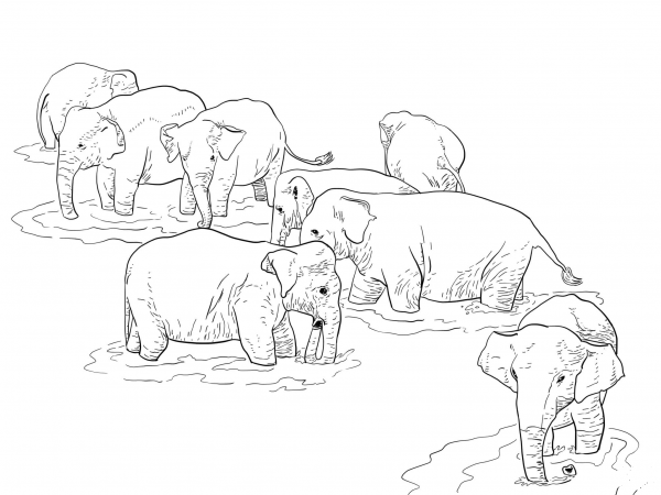 Shri Lanka Elephants coloring page image