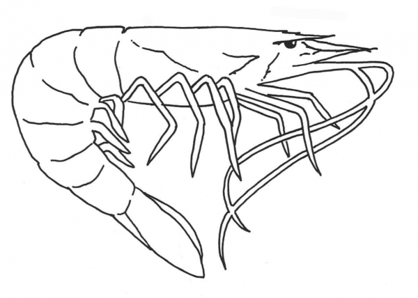 Shrimp coloring page image