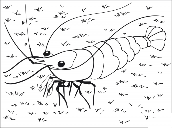 Shrimp coloring page image