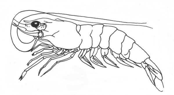Shrimp coloring page image