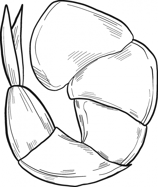 Shrimp coloring page image