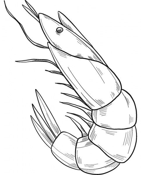 Shrimp coloring page image