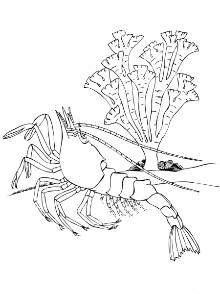 Shrimp Decapod Crustacean coloring page image