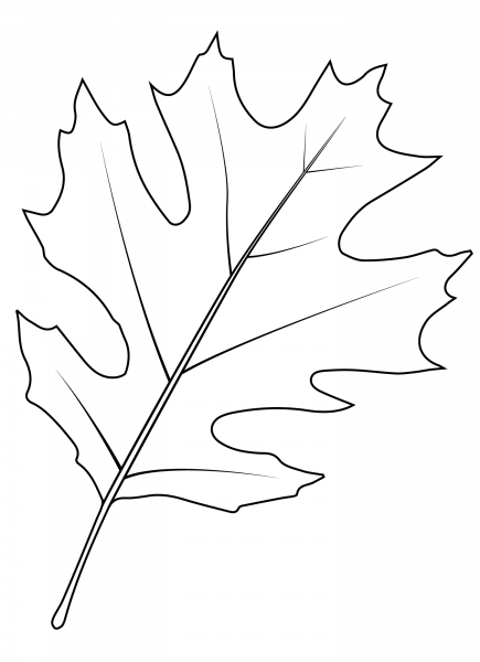Shumard Oak Leaf coloring page image