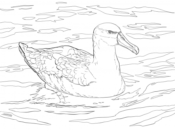 Shy Albatross or Shy Mollymawk coloring page image