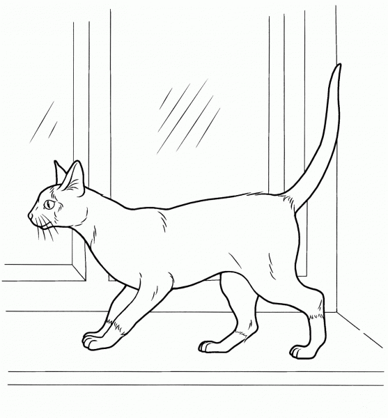 Siamese Cat coloring page image