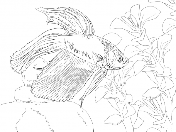 Siamese Fighting Fish coloring page image