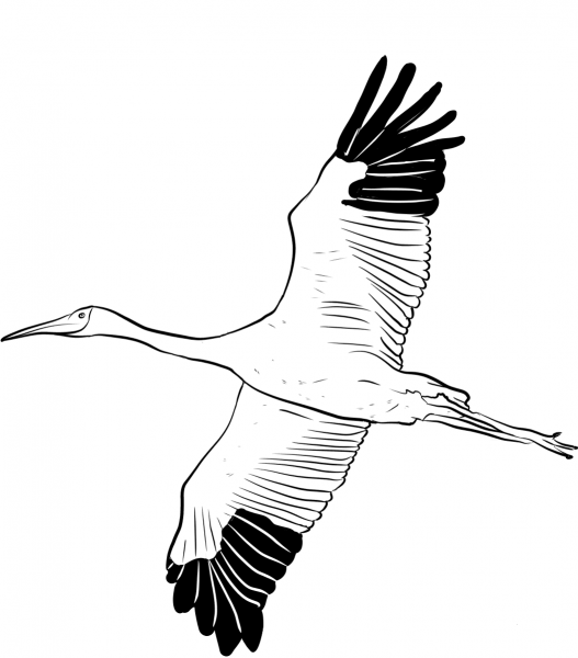Siberian Crane coloring page image