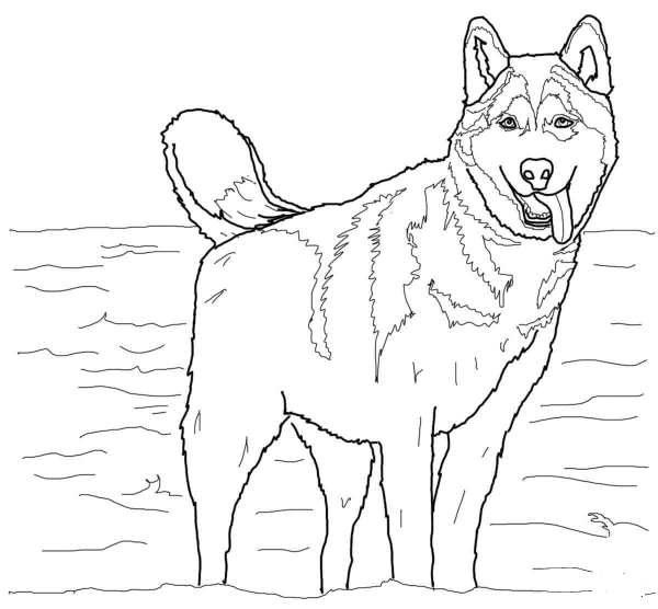 Siberian Husky coloring page image