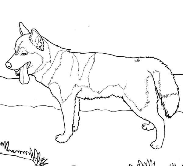 Siberian Husky Dog coloring page image
