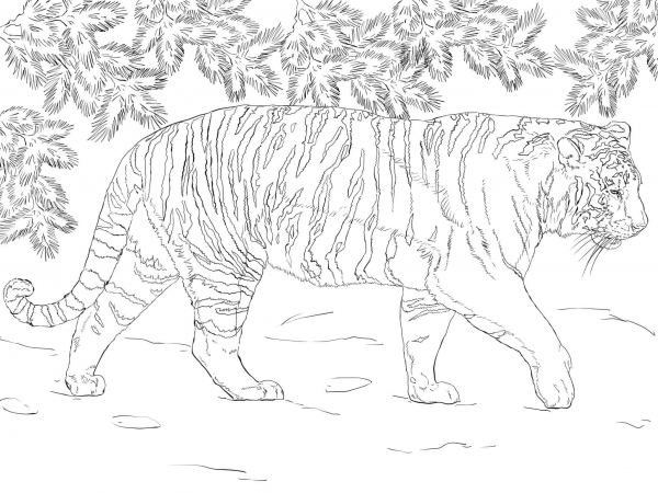 Siberian Tiger coloring page image