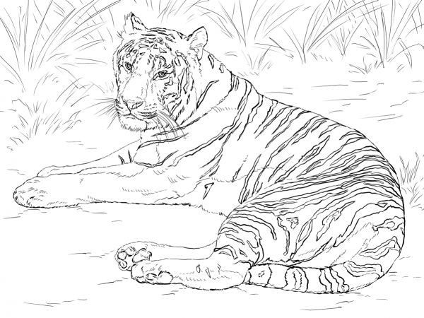 Siberian Tiger Laying down coloring page image