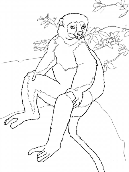 Sifaka Lemur Strikes a Pose coloring page image