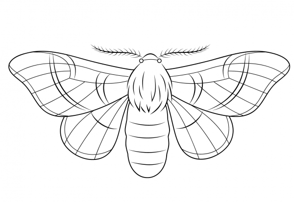 Silkmoth coloring page image