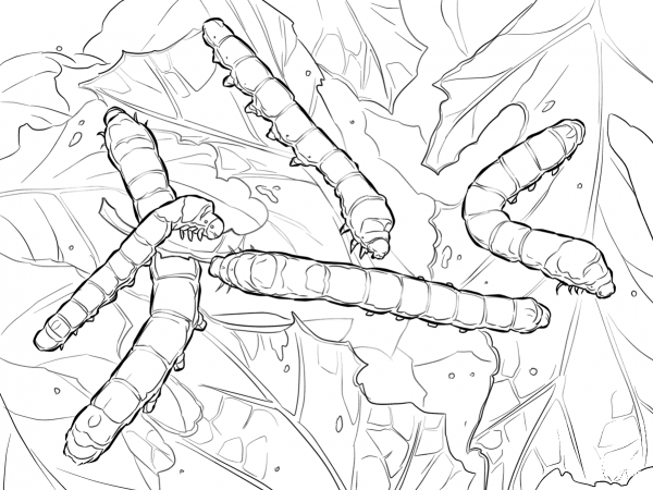 Silkworm Moth Caterpillars coloring page image